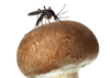 Le champignon anti-paludisme…